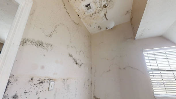 Dehumidification Services in Burnsville, MN